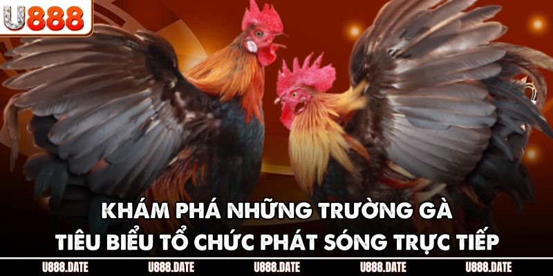 Xem Đá Gà Trực Tiếp | Thưởng Thức Trận Gà Đỉnh Cao Online 4 Khám phá những trường gà tiêu biểu tổ chức phát sóng trực tiếp