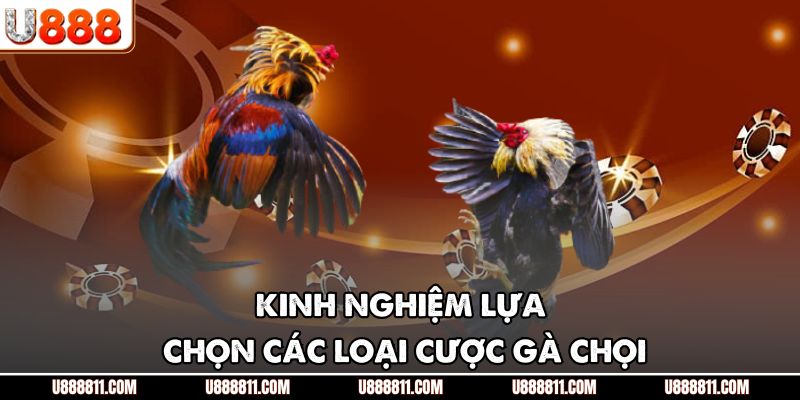 Các Loại Cược Gà Chọi U888 - Tổng Hợp Chi Tiết Nhất 4 Kinh nghiệm lựa chọn các loại cược gà chọi
